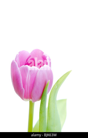 Single Pink Tulip Flower Isolated on White Background Stock Photo - Alamy