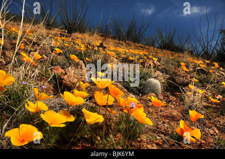 Mexican poppies, (Argemone mexicana), grow in the Sonoran Desert, Green Valley, Arizona, USA. Stock Photo