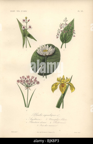 Decorative botanical print with arrowhead, plantain lily, waterlily and iris from Herincq's 'Regne Vegetal' (1865). Stock Photo