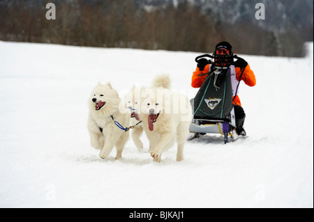 Samoyed sled dog team with musher, Studen, Switzerland, Europe Stock Photo