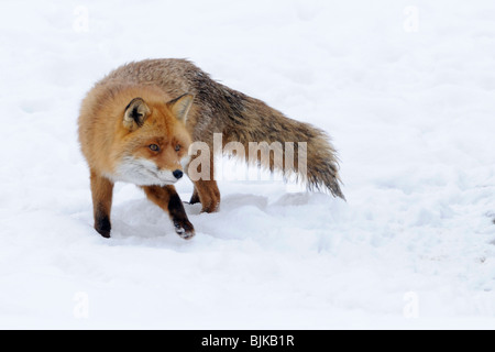 Red fox (Vulpes vulpes), in rut Stock Photo