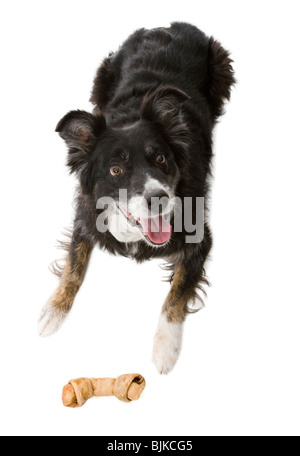 Looking down at dog with tongue out Stock Photo