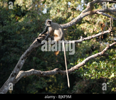 Gray langur or Hanuman langur (Presbytis entellus), zoo in Trivandrum, Thiruvananthapuram, Kerala state, India, Asia Stock Photo