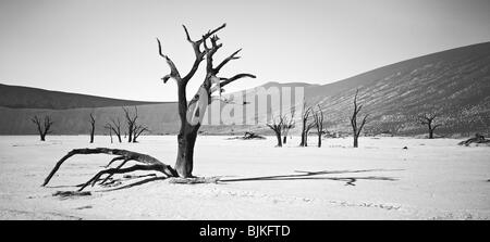 Camel thorn (Acacia erioloba), Dead Vlei, Sossusvlei, Namib-Naukluft National Park, Namibia, Africa Stock Photo