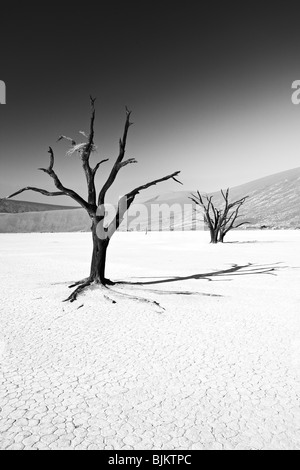 Camel thorn (Acacia erioloba), Dead Vlei, Sossusvlei, Namib-Naukluft National Park, Namibia, Africa Stock Photo