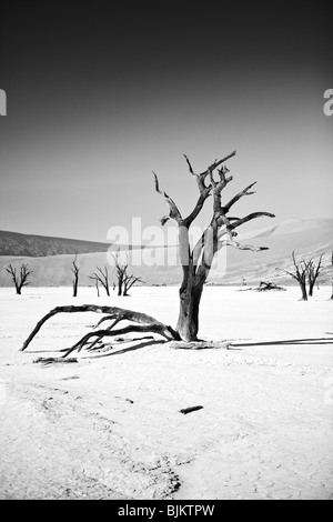 Camel thorn (Acacia erioloba), Dead Vlei, Sossusvlei, Namib-Naukluft National Park, Namibia, Africa Stock Photo