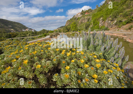 Series of photos of the the Jardin Canario Viera y Clavijo or the Canary Gardens on Gran Canaria. Stock Photo