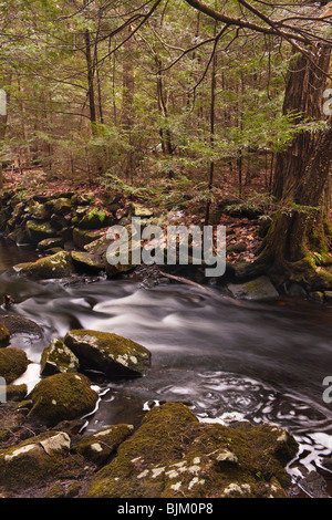Fever Brook, inside the Federated Women's Club State Forest, in Massachusetts, flowing into the Quabbin Reservoir. Stock Photo