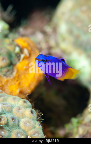 a Fairy Basslet fish pauses very briefly while its' picture is taken. Stock Photo