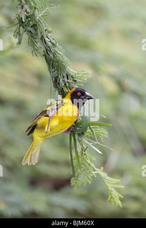 Black-headed Weaver Bird starting to make nest Stock Photo