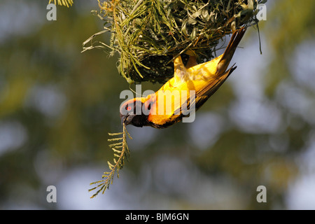 Weaver bird (Ploceidae) in the Masai Mara, Kenya, Africa Stock Photo