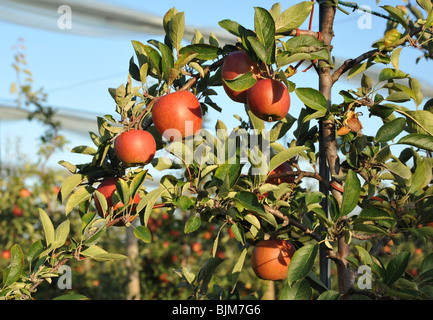 Ripe red apples growing on a tree in an orchard Stock Photo