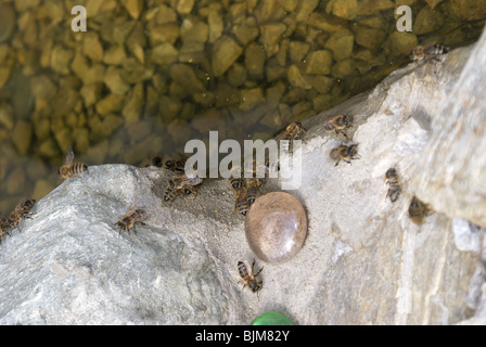 Honey Bees (Apis mellifera) drinking water from a backyard garden fountain Stock Photo