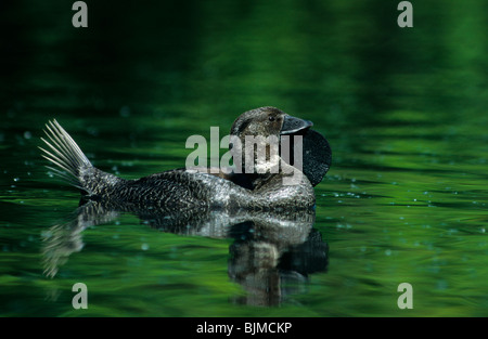 Musk Duck (Biziura lobata), male swimming Stock Photo