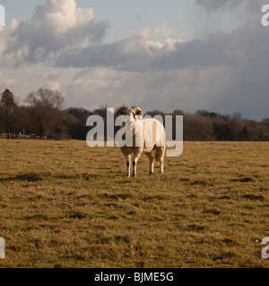 A male ram sheep, Hampshire, England. Stock Photo