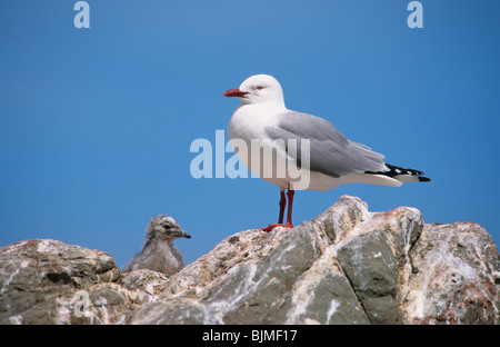Red-billed Gull (Larus novaehollandiae) standing on rock, with chick, Scopulinus, New Zealand Stock Photo