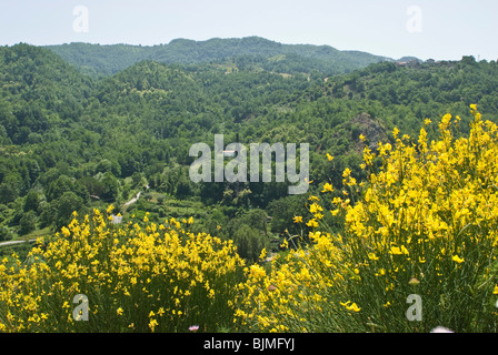 Italy, Basilicata, Pollino National park, green hills, flowering broom Stock Photo