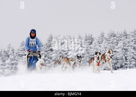6-dog team of Siberian Huskies, Winterberg Sled Dog Races 2010, Sauerland, North Rhine-Westphalia, Germany, Europe Stock Photo