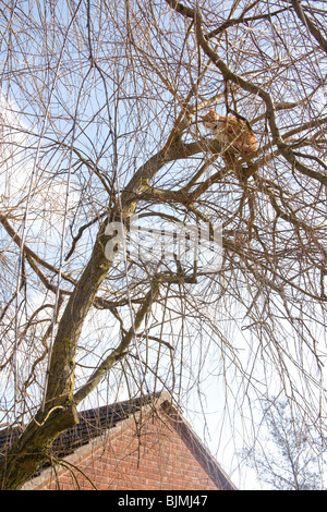 Ginger tom cat up a tree, Hampshire, England. Stock Photo