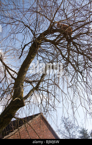 Ginger tom cat up a tree, Hampshire, England. Stock Photo