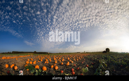 Harvested pumpkins in a pumpkin field with fluffy clouds Stock Photo