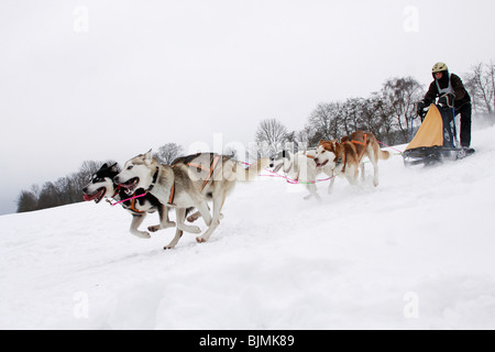 Siberian Huskies, Winterberg Sled Dog Races 2010, Sauerland, North Rhine-Westphalia, Germany, Europe Stock Photo