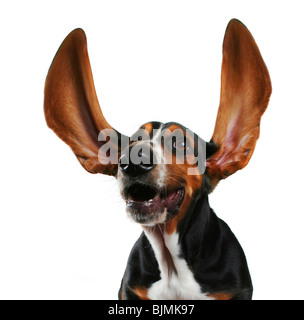 a basset hound with long flapping ears Stock Photo