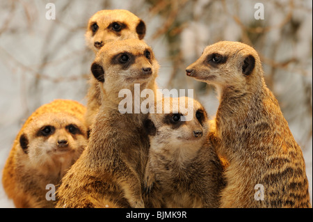 Meerkats or Suricates (Suricata Suricatta) Stock Photo