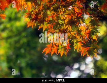Japanese Maple (Acer palmatum) branches with leaves in changing fall color, early autumn in the Northeast, Pennsylvania, USA.