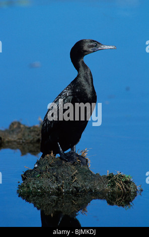 Little Black Cormorant (Phalacrocorax sulcirostris) standing on mud in water, Australia Stock Photo