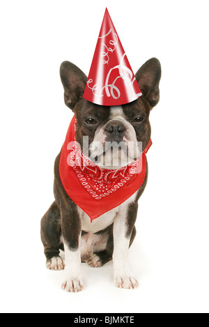 a boston terrier dressed up for a party Stock Photo