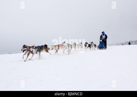 8-dog team of Siberian Huskies, Winterberg Sled Dog Races 2010, Sauerland, North Rhine-Westphalia, Germany, Europe Stock Photo