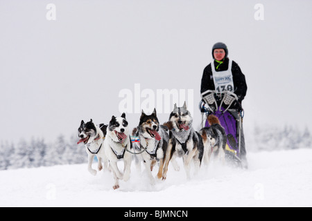 6-dog team of Siberian Huskies, Winterberg Sled Dog Races 2010, Sauerland, North Rhine-Westphalia, Germany, Europe Stock Photo
