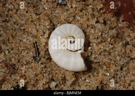 Spirula spirula. Washed up. Cornwall. Stock Photo