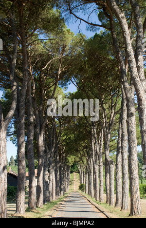 Italien, Euganeische Hügel bei Padua, Pinieanallee | Italy, Colli Euganei, pine tree avenue Stock Photo