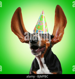 a basset hound with long flapping ears Stock Photo
