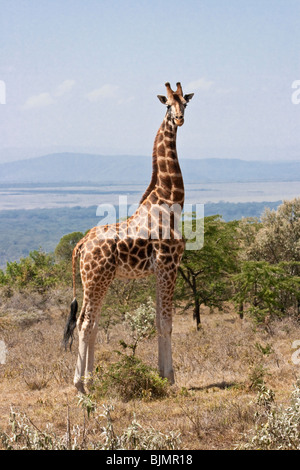 Reticulated giraffe (Giraffa camelopardalis reticulata), Tsavo East national Park, Kenya. Stock Photo