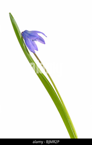 Siberian squill, wood squill or spring beauty (Scilla siberica) Stock Photo