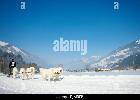 Musher mushing his samojede huskies at sleddog race in Lenk, Switzerland, Europe Stock Photo