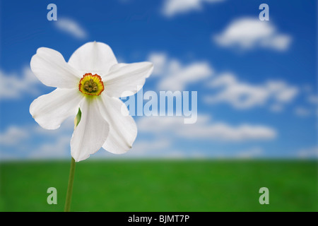 white narcissus on green meadow Stock Photo