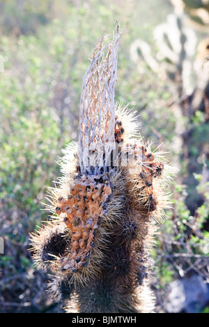 Dying teddy bear cholla reveals its skeleton Stock Photo