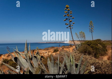 Blossoms of Agaven on the beach in Algarve behind the blue sky and blue sea Stock Photo