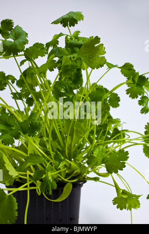 A coriander plant in a pot Stock Photo