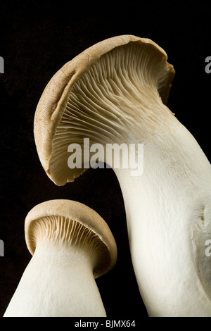 Oyster mushrooms on black background Stock Photo