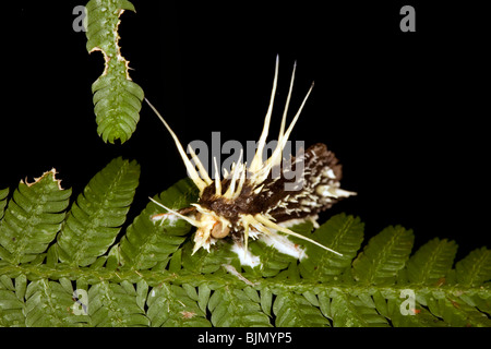 parasitic fungus Cordiceps sp. attacking a moth Stock Photo