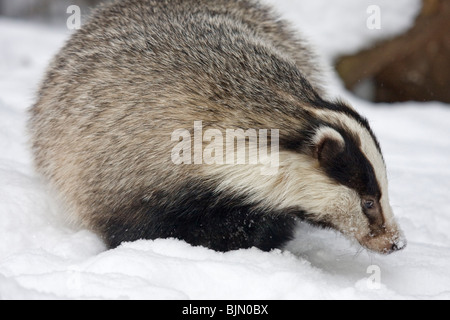 European Badger in snow Meles meles Stock Photo