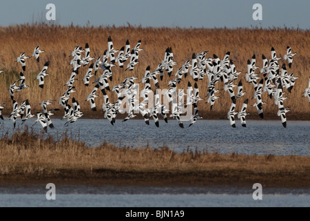 Avocet, Recurvirostra avosetta, large flock in flight, Cley, Norfolk, winter 2010 Stock Photo