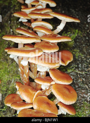 close up of honey mushrooms growing on decayed log Stock Photo