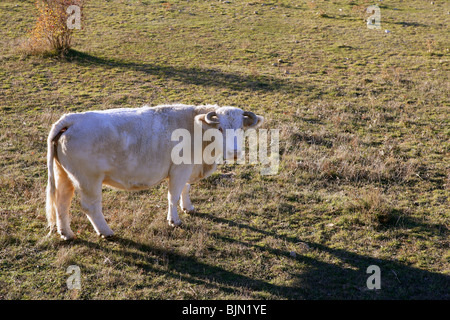 White cow on a meadow looking to camera, curious Stock Photo