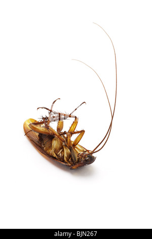 insect dead cockroach bug isolated on white Stock Photo - Alamy